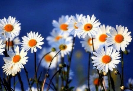 Good Morning Daisies - white, bright, nature, yellow, flowers, daisies