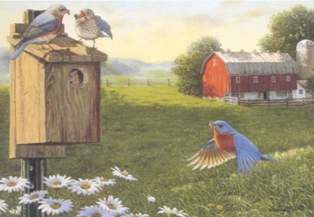 COUNTRY BIRDS - birdhouse, farm, birds, country