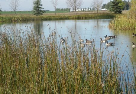 Geese on the lake