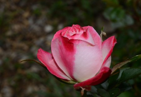 The Rose - flowers, nature, rose, pink, solitude