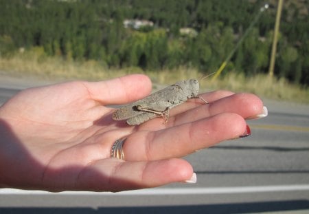 grasshopper in my hand - trees, forests, grey, green, grasshopper