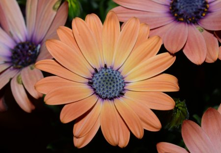 Happiness in a petal - beauty, orange, smile, daisy, happiness