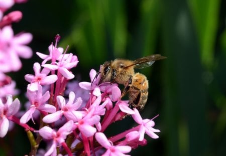 Bee - utiful - work, bee, busy, flower, bug, pink, happy