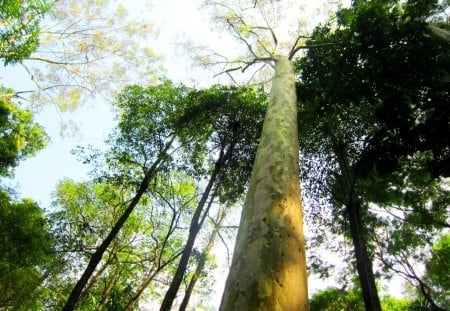 Look up to the sky - sunny, forest, look up, tree, sky