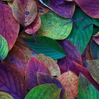 Colorful Leaves of Autumn