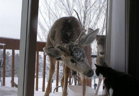 YOU ARE VERY PRETTY ! - winter, deer, window, cat