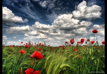 field - sky, wild, summer, field, poppy