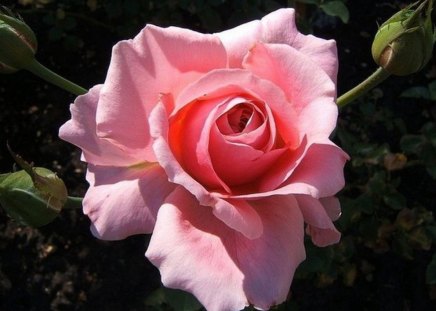 soft pink - sunlit, soft, bud, rose, pink