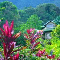 A house hidden among flowers and greenery