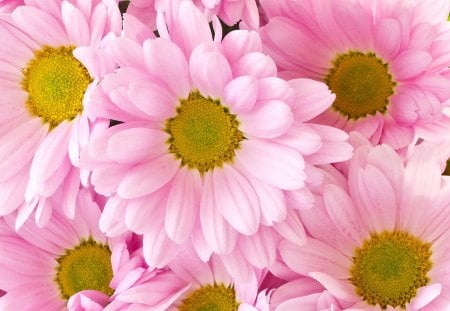 Pink Mums - pretty, mum, summer, special, fleurs, pink, flowers, fall, autumn, soft, chryanthemums