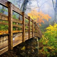 Bridge over the forest river