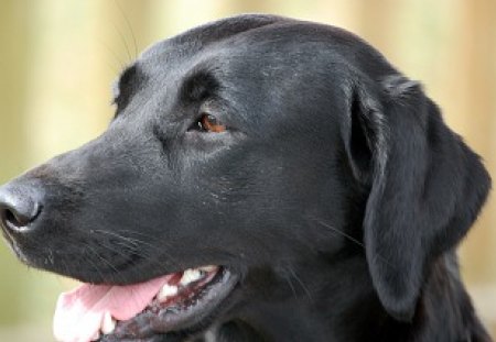 Rosa - nice, young, female, dog, black