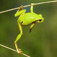 Brave frog