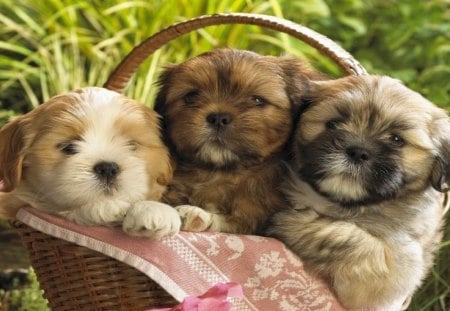 *** LHASA APSO  puppies *** - zwierzeta, szczeniaki, psy, koszyk