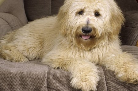 *** Goldendoodle *** - zwierzeta, psy, pies, bialy