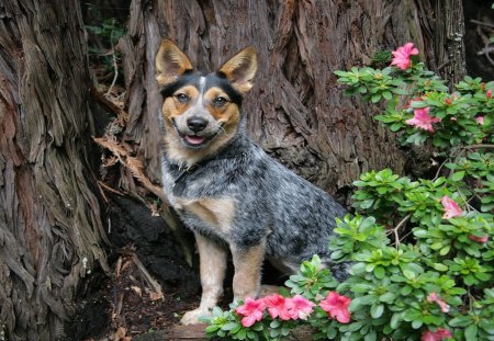 *** Australian blue heeler *** - pies, drzewo, zwierzeta, psy