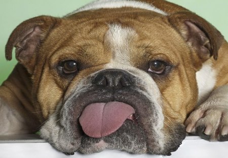 *** Bulldog *** - ladowe, pies, zwierzeta, dorosly, bulldog