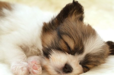 *** Sleepy puppy *** - spiacy, pies, ladowe, zwierzeta