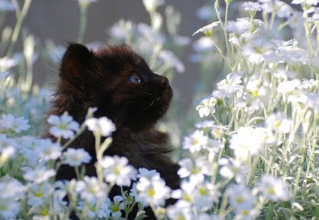 Daisy kitten - cat, animals, daisy, black, kitten, cats, animal, flowers, garden, flower