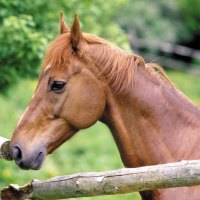 Brown Colt