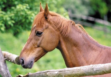 Brown Colt - nature, colt, filly, mare, stallion, brown horse