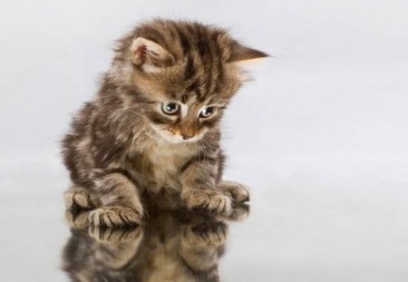 Cat Sees Its Reflection - animal, interior, reflection, cat