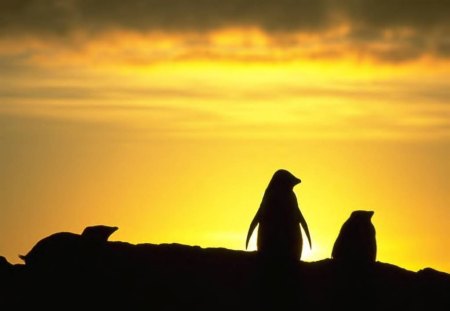 Penguins In Silhouette - birds, animal, sunset, penguins