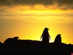 Penguins In Silhouette