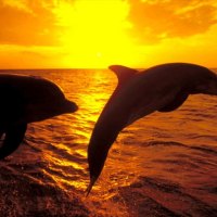 dolphins swimming in the sunset