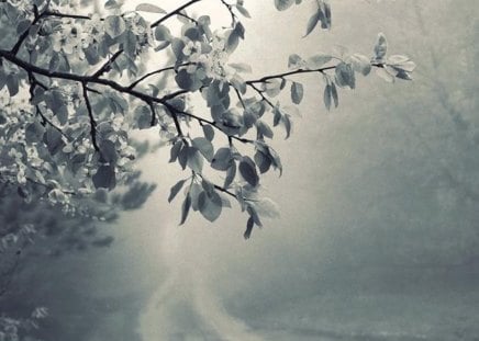 Flowers and Fog - pretty, flowers, road, fog