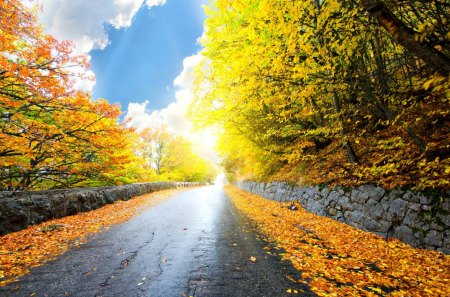 Autumn - beauty, autumn, sky, trees, peaceful, sun, leaf, autumn leaves, carpet of leaves, road, fall, view, clouds, sunny, sunrays, tree, rays, landscape, sunlight, autumn splendor, lovely, nature, autumn colors, woods, forest, beautiful, leaves, splendor, colors