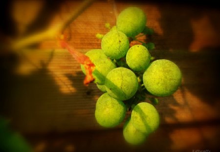 ♥     ♣~ Autumn Grapes ~♣     ♥ - berries, grapes, vineyard, green grapes, autumn