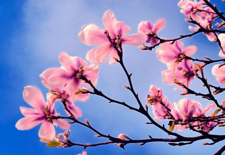 Pink Blossoms - pretty, bloom, pink, tree, flowers, spring