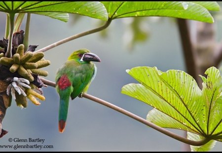 exotic bird - animals, bird, leaves, tree, branches, nature, birds