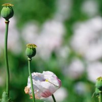 tasmania poppies