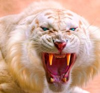 Angry Tiger