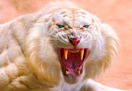 Angry Tiger - animal, white, forest, tiger