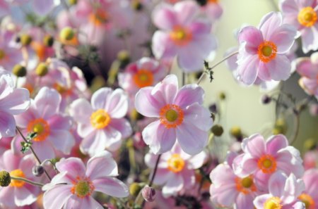 Flowers - photo, leaf, flower, nature