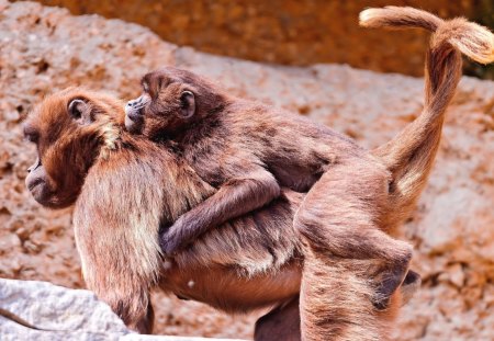 *** It is best with my mom *** - malpki, mama, zwierzeta, mala