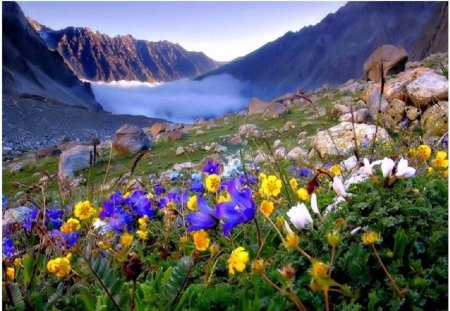 Mountain flowers - flowers, mountains, nature, wild