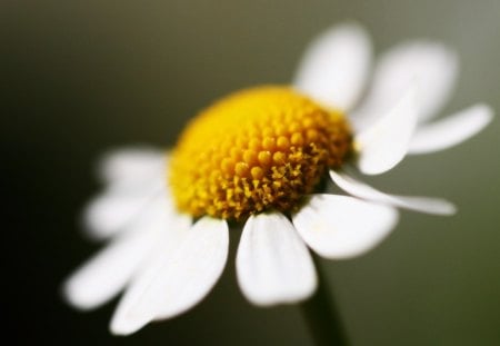 flowers - white, nature, wallpaper, flower