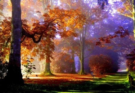 Foggy park - nature, fogg, park, autumn