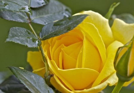 *** Yellow Rose *** - roza, zolta, natura, kwiaty