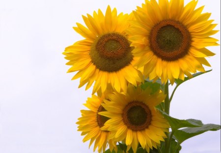 *** Wonderful Sunflowers *** - kwiaty, natura, cudowne, sloneczniki