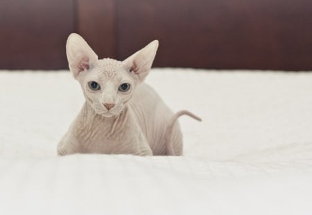 *** Sphynx cat *** - zwierzeta, sfinks, kot, koty