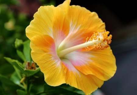 *** Yellow hibiscus *** - kwiaty, zolty, natura, hibiskus