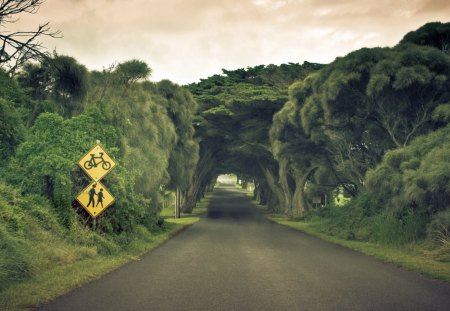 Road to Nature - nature, green, tree, road