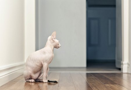 *** Sphynx cat *** - zwierzeta, sfinks, kot, koty