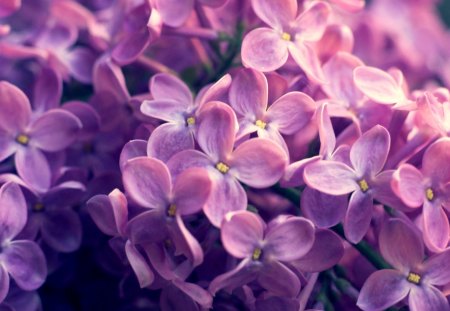 Flowers - flowers, photo, nature, pink