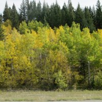 Autumn trees while driving